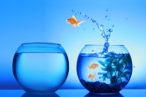 Do Fish Know They Are Wet?